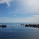 Calm coastal view on Öland during a summer day by the sea